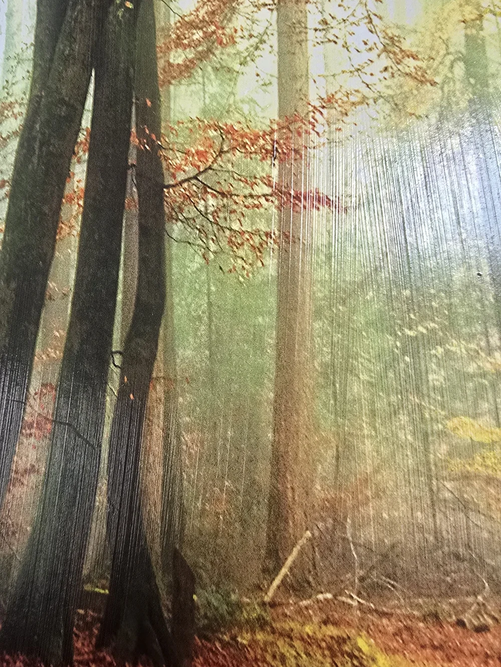 Framed Autumn Forest Wall Art Print - Red & Green